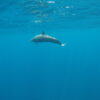 Whale and Dolphin Watching - Image 4