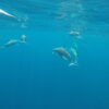 Whale and Dolphin Watching - Image 3