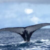 Whale and Dolphin Watching