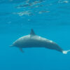 Pelagic Tour